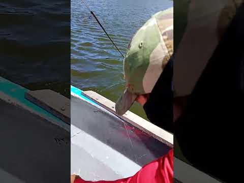 Dia de pesca produtiva ! Primeira Cruz - MA #pesca #pescaria #pescaesportiva #pescador