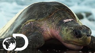 Stampede of Pregnant Turtles | Big Pacific