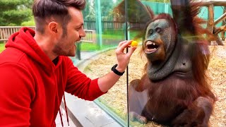 When Animals Take Over the Comedy Show