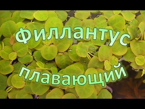 Филлантус плавающий (phyllanthus fluitans)