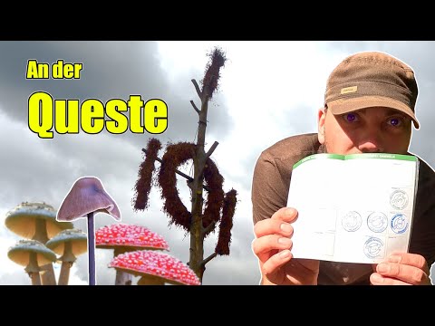 Stempel, Pflanzen, seltene Pilze & warmer Apfelkuchen | HWN #212