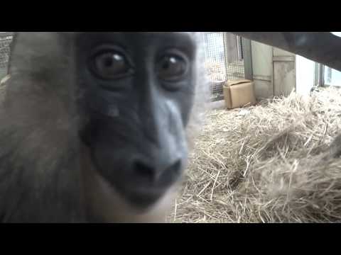 Mona Loca LEWA DRILL   EXPLOTAR con INSTITUDO MEXICANO DEL SONIDO