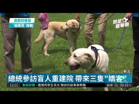領養退役導盲犬 總統讚"比貓還乖"