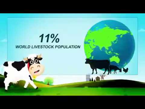 Cfc plus food supplement for cow, baffelow, goat, hors, hen,...