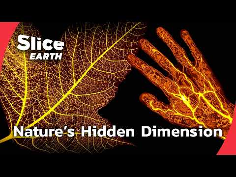 New Scientific Discoveries That Change Everything About Plants | SLICE EARTH | FULL DOC