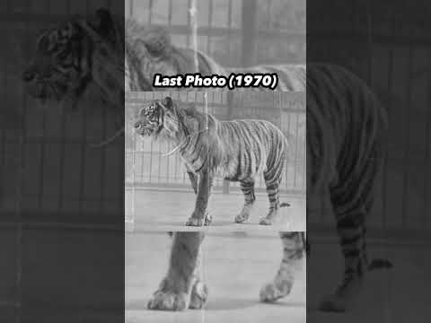 Last Photos of Extinct Animals
