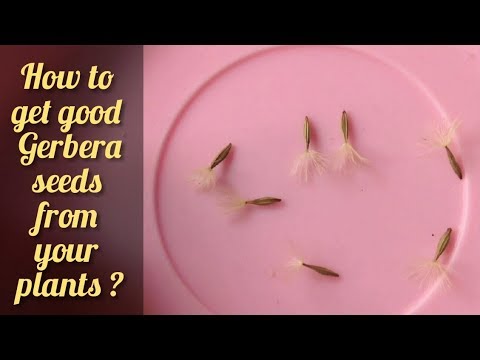 image-Can you get seeds from gerbera daisy?