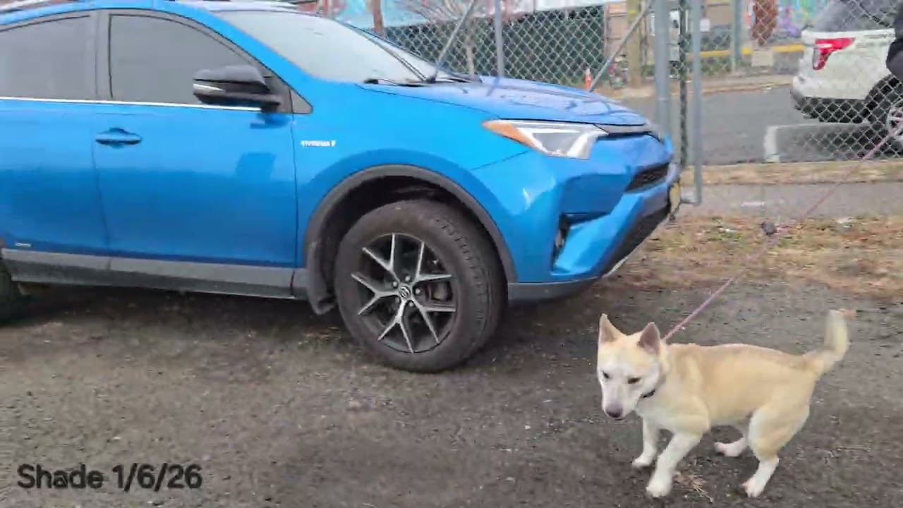 Shade, an adopted Pit Bull Terrier in Trenton, NJ video 3/3