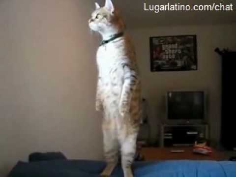 Gato de a pie