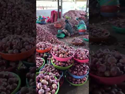 Onions video 5