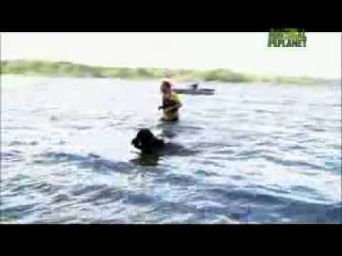 Pet4you.gr: Dogs Newfoundland - Νιούφαουντλαντ