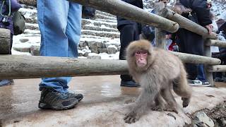 Japanese Snow Monkeys: Nature’s Most Relaxed Animals