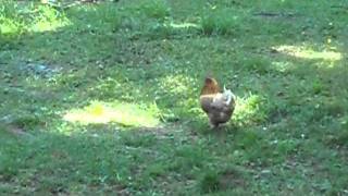 This video contains fowl images. 