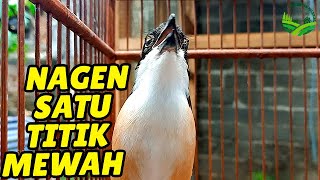 Download lagu CENDET STRESS PUN AKAN NYAUT APALAGI MASTERAN CENDET PASTI BAKAL NARUNG DIJAMIN #cendetgacor #cendet mp3