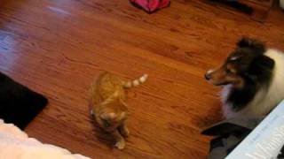 best friends: cat and dog playing