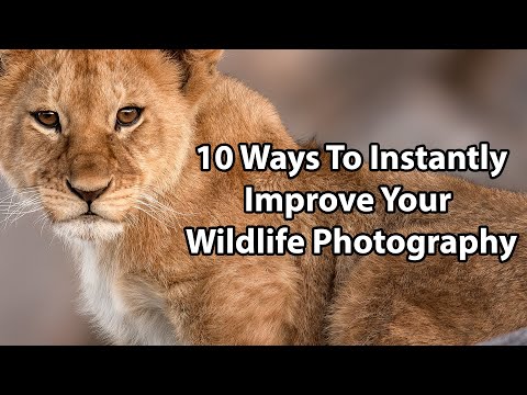 10 Ways To Instantly Improve Your Wildlife Photography