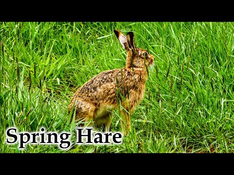 Wild Spring Hare & Other Moments of Beauty #4k #hare #nature #birds #birdsong #newzealand