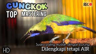 Download lagu 🔴 CUCAK CUNGKOK TOP MASTERING || dilengkapi dengan terapi air dan jeda 2 menit mp3 Download lagu 🔴 CUCAK CUNGKOK TOP MASTERING || dilengkapi dengan terapi air dan jeda 2 menit mp3