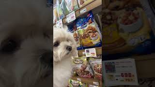 何でも好きなの買っていいよと言われて目移りする犬🐶