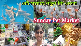 Sunday Serampore Fish Pet Haat | Aquarium Fish  Market Serampore | Aquarium Fish | Pet Market 