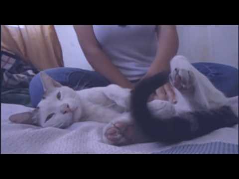 ● Cosmonauta ● Santiago Insane ●