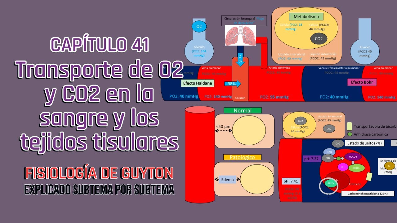CAP 41: Transporte de O2 y CO2 en la sangre y los tejidos tisulares l Fisiología de Guyton
