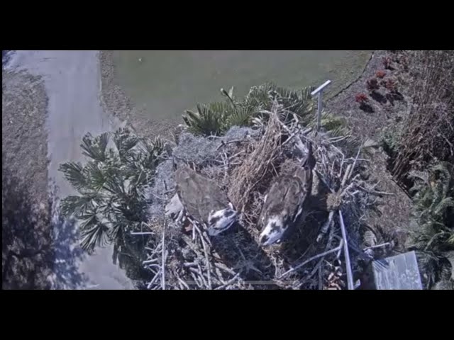 Live Webcam Loch Arkaig Osprey Nest