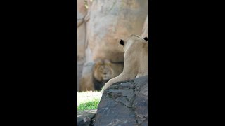 Lion Pride 🦁 gameplay video by saegertam, 0:18 duration