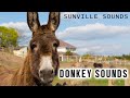 10 Hours Of Donkey Sounds Animal Sounds With Peter Baeten