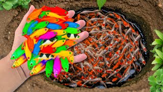 Great Catch Colorful Pond Fish in Garden! Betta, Guppy, Koi, Angel | Thunder Car Toy