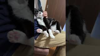 捕獲された息子 #ねこのいる生活 #猫好きさんと繋がりたい #猫のいる暮らし