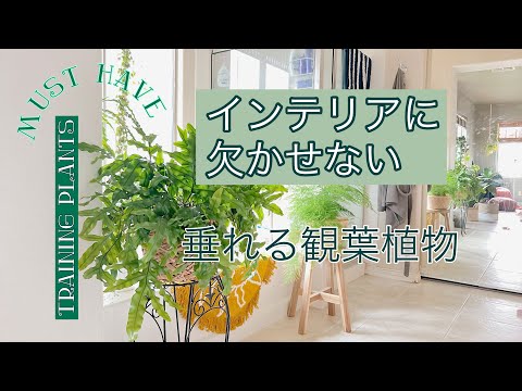 ツタの植物 植物