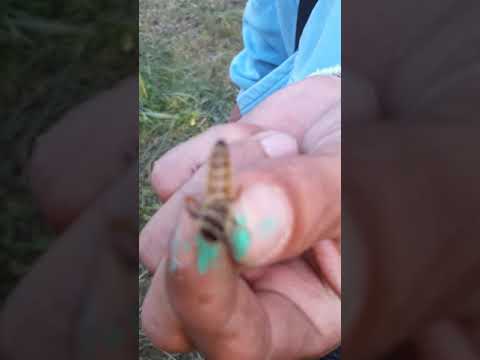 Vađenje i obeležavanje matica na pčelinjaku "Tijana"