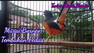 Download lagu Murai Batu Borneo Bikin Emosi Lawan 🔥🔥🔥Tembakan Keras dan Rapat mp3