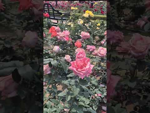 Emmanuel Pahud plays Faure : Fantaisie, Op 79- with Orchestre de chambre de  Paris, François Leleux