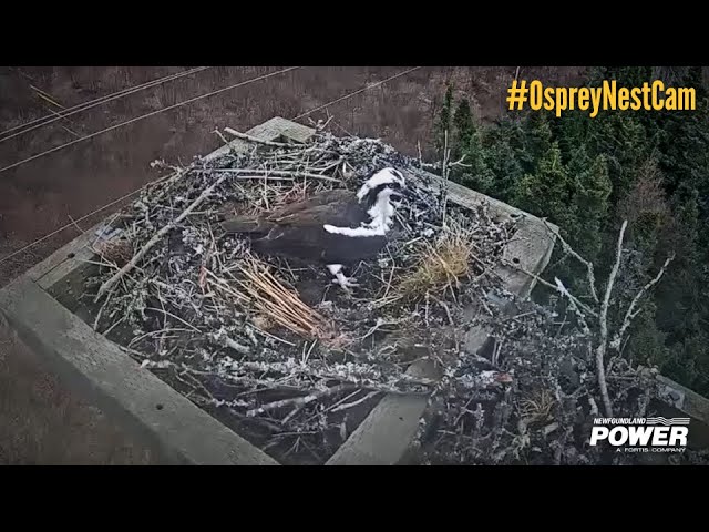 Live webcam view of Nido de Águila Pescadora en Virginia Waters