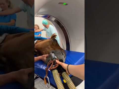 Horse  check machine - Smart horse  show