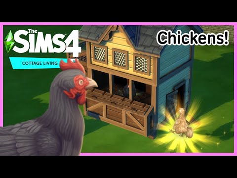 1st YouTube video about how to clean chickens sims 4