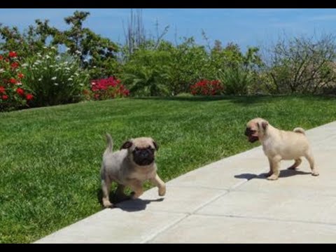 download lagu mp3 mp4 Yorkies By Gwen, download lagu Yorkies By Gwen gratis, unduh video klip Yorkies By Gwen