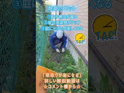 庭で採れたタンポポを食べてもいいですか？彼らの利点は何ですか?どのように選んで保管すればよいでしょうか？  庭園