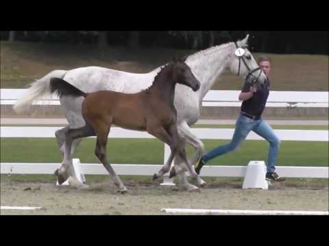 *2016 Stutfohlen von Hickstead White - Alasca  *sold at Vechta*