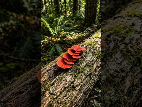 Identificação de fungos na floresta: Escola de Bushcraft 🏕️🍄