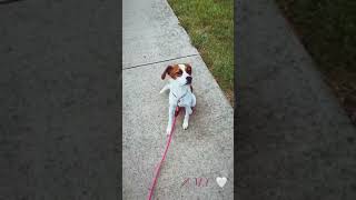 Beagle Puppies Videos