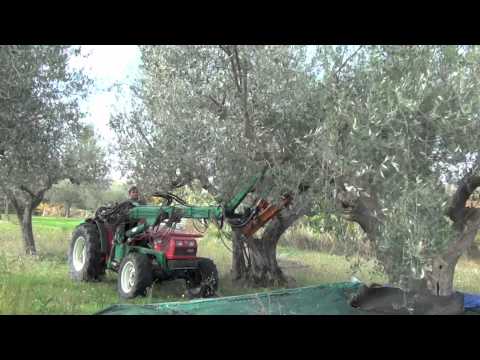 campagna olive 2011.mov