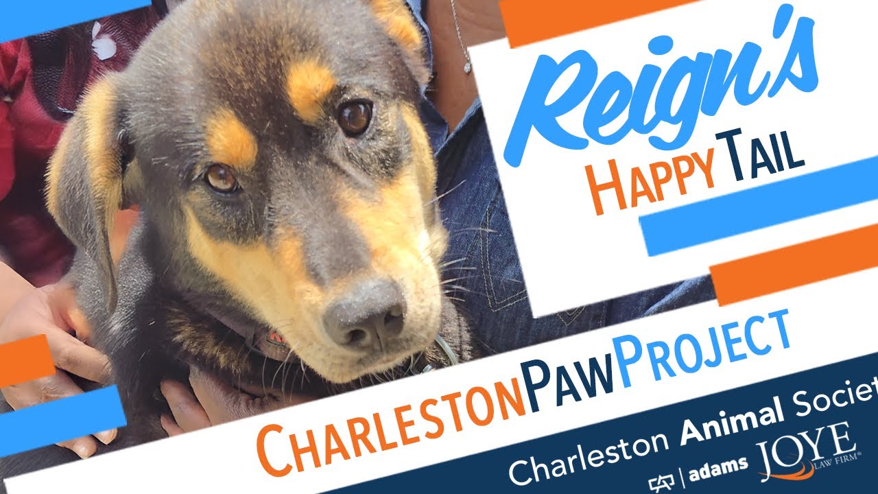 Charleston Paw Project Happy Tails: Reign’s Story