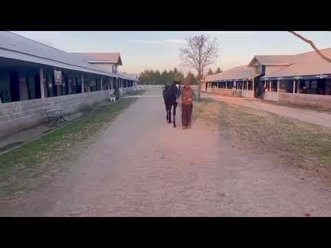 Keeneland November - HIP 2820 - c.  Magnolia's In Bloom  '22