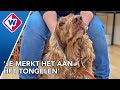 Bange hondjes krijgen een vuurwerkstressmassage