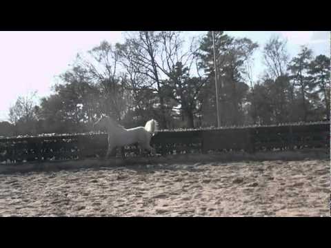 NF Noorah (Amaar Al Rayyan X Ansata Neoma)