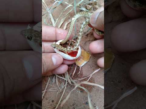 snake egg opening । #snake #shorts #nature