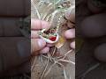 Snake Egg Opening Snake Shorts Nature